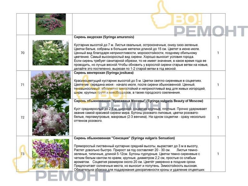 Проект благоустройства территории-102